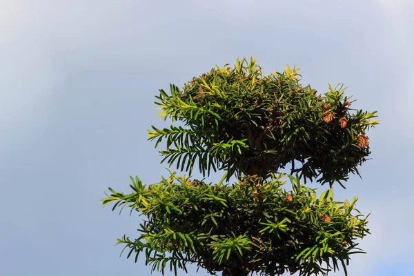 yeşil çayır on ağacının