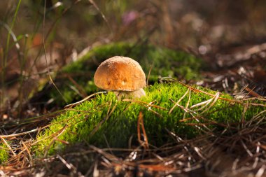 Güzel taze yenilebilir mantar, ormanda porcini mantar
