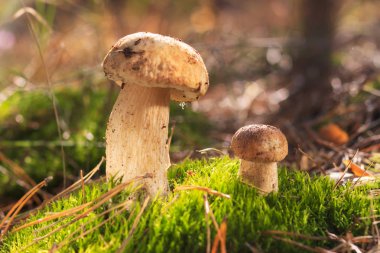 Güzel taze yenilebilir mantar, ormanda porcini mantar