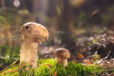 Güzel taze yenilebilir mantar, ormanda porcini mantar