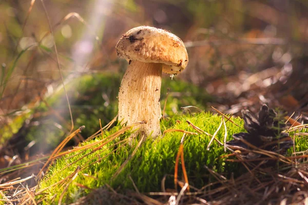 Güzel taze yenilebilir mantar, ormanda porcini mantar
