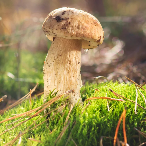 Güzel taze yenilebilir mantar, ormanda porcini mantar