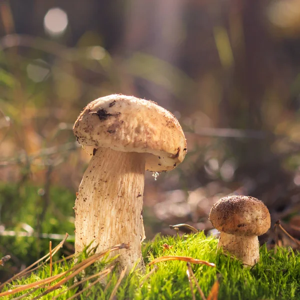 Güzel taze yenilebilir mantar, ormanda porcini mantar