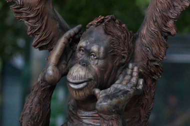 Bir orangutan bebeğe bakıyorum,