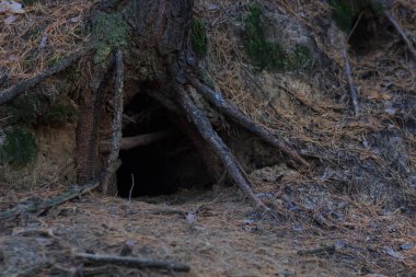 Ağaç deliğe hayvan