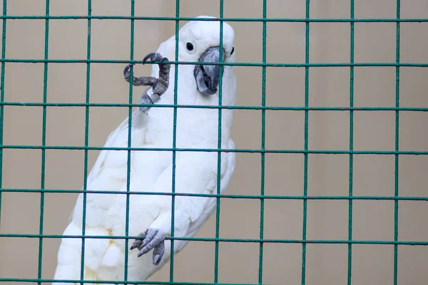 White parrot in cage — Stock Photo, Image