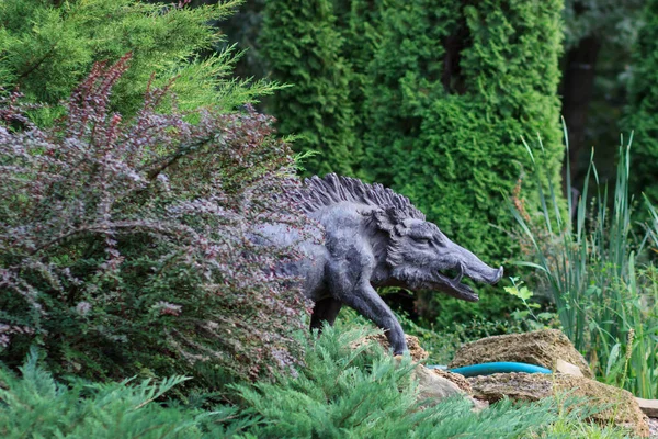 Yaban domuzu ölü çim ve çam ağaçları arasından yürüme