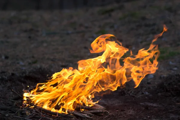 Brasan i skogen — Stockfoto