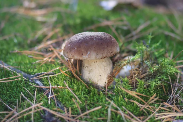 Mashroom i skogen — Stockfoto