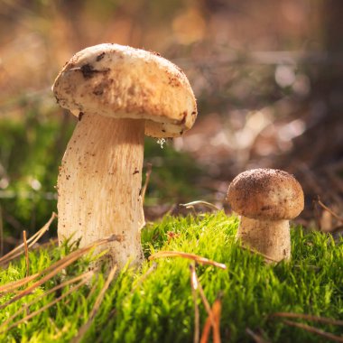 Güzel taze yenilebilir mantar, ormanda porcini mantar