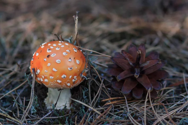 Fly Amanita fungo in autunno luce nella foresta in autunno — Foto Stock