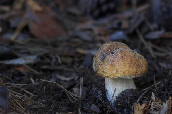 Beautiful fresh Edible Mushrooms, porcini mushrooms in the woods — Stock Photo, Image