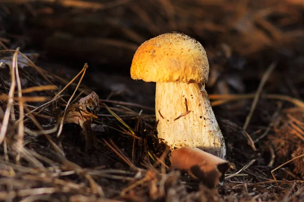 아름 다운 신선한 식용 버섯 porcini 숲에서 버섯 — 스톡 사진