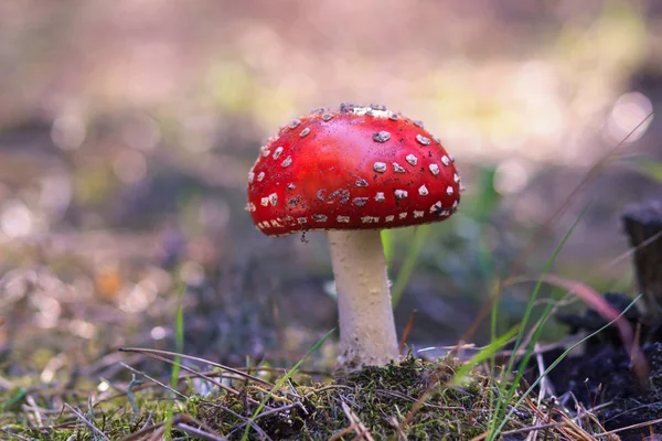 Voe o cogumelo Amanita na luz do outono na floresta no outono — Fotografia de Stock