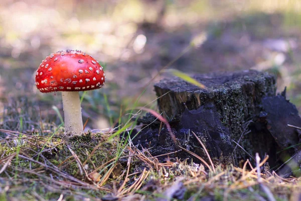 Восени в лісі літають гриби роду Аманіта. — стокове фото