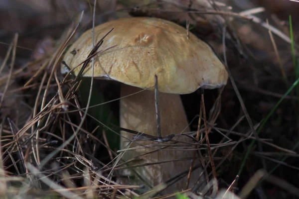 Hermosas setas comestibles frescas, hongos porcini en el bosque —  Fotos de Stock