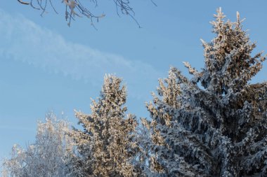 Kış manzarası. Frost Frost'un ağaçlar üzerinde.