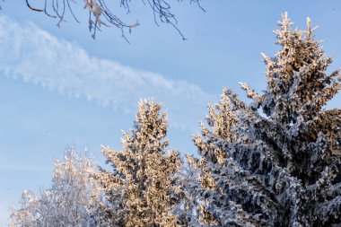 Kış manzarası. Frost Frost'un ağaçlar üzerinde.
