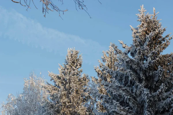 Kış manzarası. Frost Frost'un ağaçlar üzerinde.