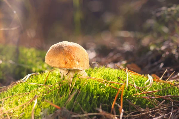 Güzel taze yenilebilir mantar, ormanda porcini mantar
