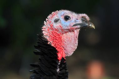 Türkiye'nin kuş clouse kadar siyah. geleneksel Noel yemeği