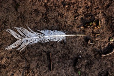 Beyaz Tüy yönünü gösterir yatan