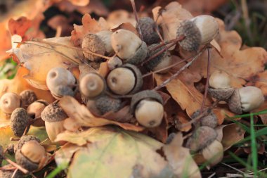 Meşe meşe palamutları sonbahar yaprakları