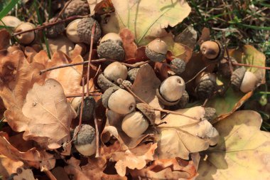 Meşe meşe palamutları sonbahar yaprakları