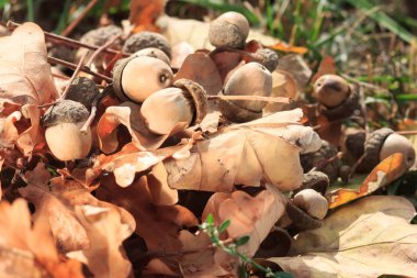 Meşe meşe palamutları sonbahar yaprakları