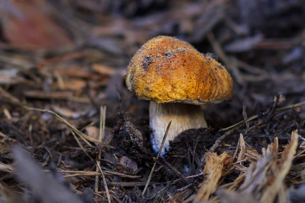 Cogumelos na floresta. alimentos saudáveis — Fotografia de Stock