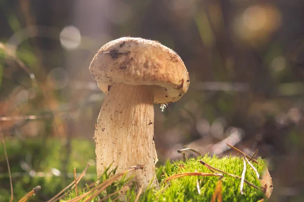 Mantar orman içinde. sağlıklı gıda
