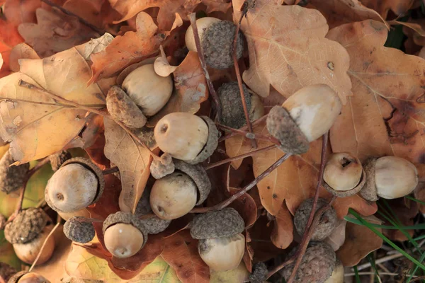 Meşe meşe palamutları sonbahar yaprakları