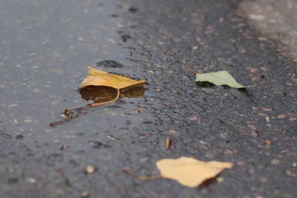 Φύλλα σφενδάμου σε βρεγμένο δρόμο — Φωτογραφία Αρχείου