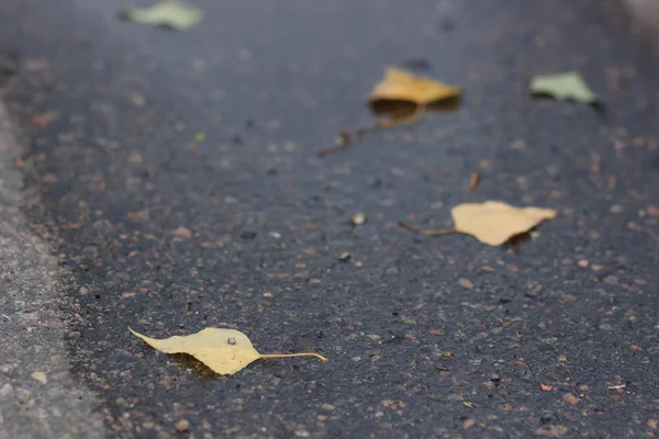 Φύλλα σφενδάμου σε βρεγμένο δρόμο — Φωτογραφία Αρχείου