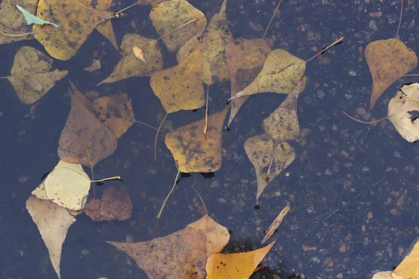 Ahornblätter auf nasser Straße — Stockfoto