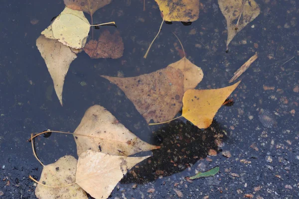 Ahornblätter auf nasser Straße — Stockfoto