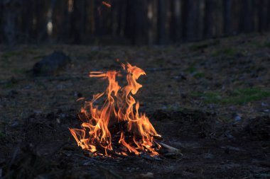 Ormanda şenlik ateşi
