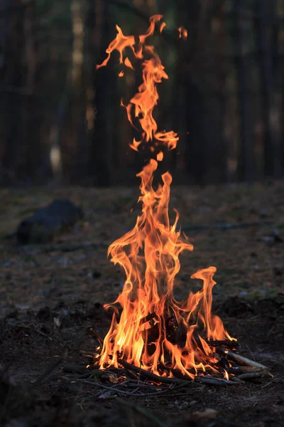 Brasan i skogen — Stockfoto