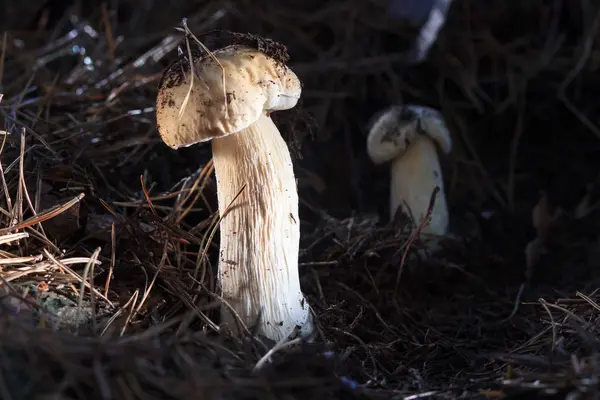 Hermosas setas comestibles frescas, hongos porcini en el bosque —  Fotos de Stock