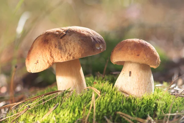 Güzel taze yenilebilir mantar, ormanda porcini mantar