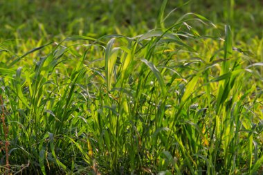 yeşil arka planda yeşil çimen
