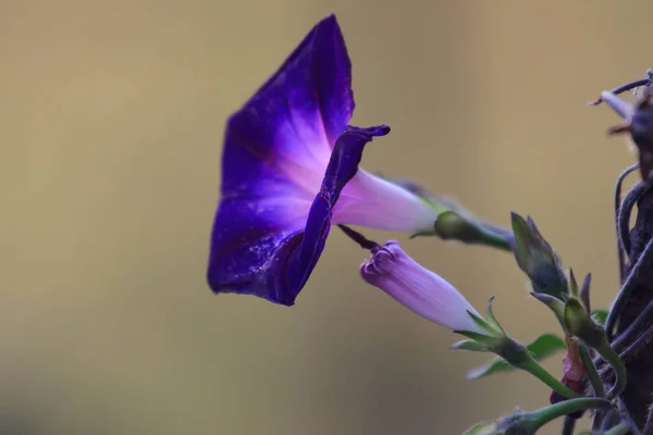 Blue bell virágoskert nyári — Stock Fotó