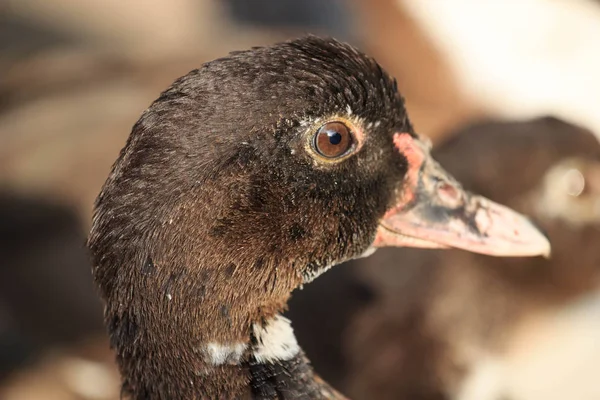 Pato cara de hembra. Cabeza y cara de gran pato moscovita doméstico . — Foto de Stock