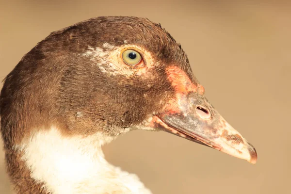Duck Female Face. Head and face of big domestic Muscovy duck.