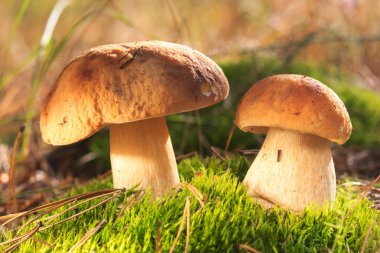 Beyaz yapraklı, olgun kırmızı üzüm. Kırpma yolu ile. Tam alan derinliği.