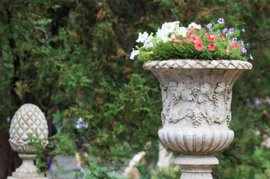 Roma - taze çiçekler, bahçe dekorasyon sokaklarında doğal çiçek yakın çekim