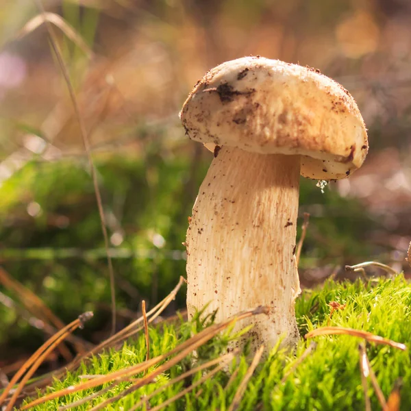 Reife rote Traube mit Blatt isoliert auf weiß. Mit Schnittpfad. Volle Schärfentiefe. — Stockfoto