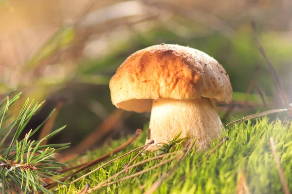 Beyaz yapraklı, olgun kırmızı üzüm. Kırpma yolu ile. Tam alan derinliği.