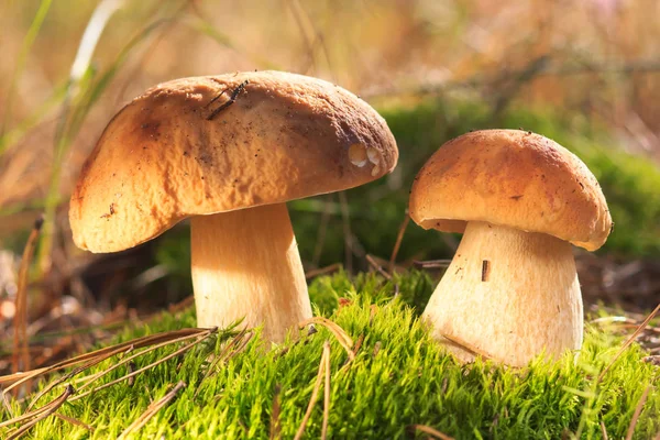 Beyaz yapraklı, olgun kırmızı üzüm. Kırpma yolu ile. Tam alan derinliği.