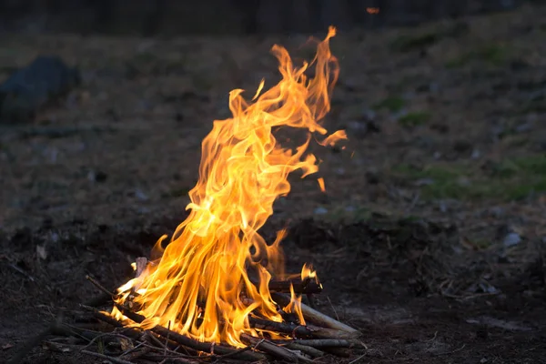 Ormanda şenlik ateşi